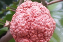 Fruit-of-African-peach