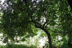 African-peach-plant-growing-wild