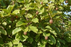 African-peach-plant