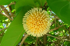 Flowers-of-African-peach