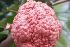 Fruit-of-African-peach