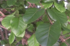 Leaves-of-African-peach