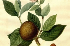 Plant-Illustration-of-African-peach
