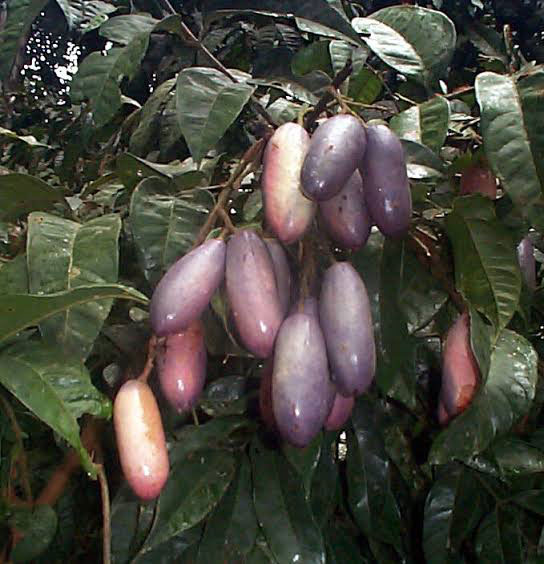 African-pear-Fruits-on-the-tree