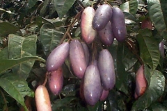 African-pear-Fruits-on-the-tree