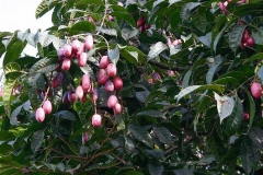 African-pear-tree