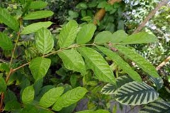 Leaves-of-African-pear