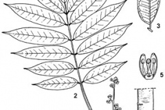 Plant-Illustration-of-African-pear