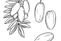 Sketch-of-African-pear