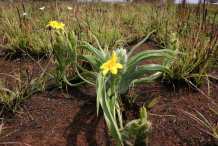 African-Potato-plant-growing-wild