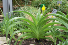 African-Potato-plant