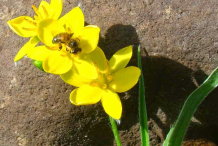 Flower-of-African-Potato-plant