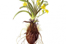 Illustration-of-African-potato-plant