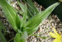 Leaves-of-African-potato-plant