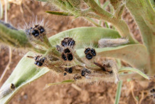 Ripe-fruit-exposing-seeds