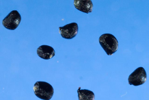 Seeds-of-African-potato