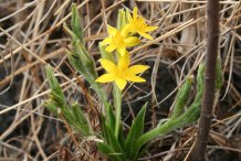 Small-African-potato-plant