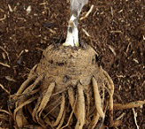 Tuber-of-African_potato