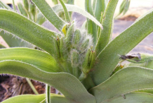 Unripe-fruit-of-African-Potato-plant