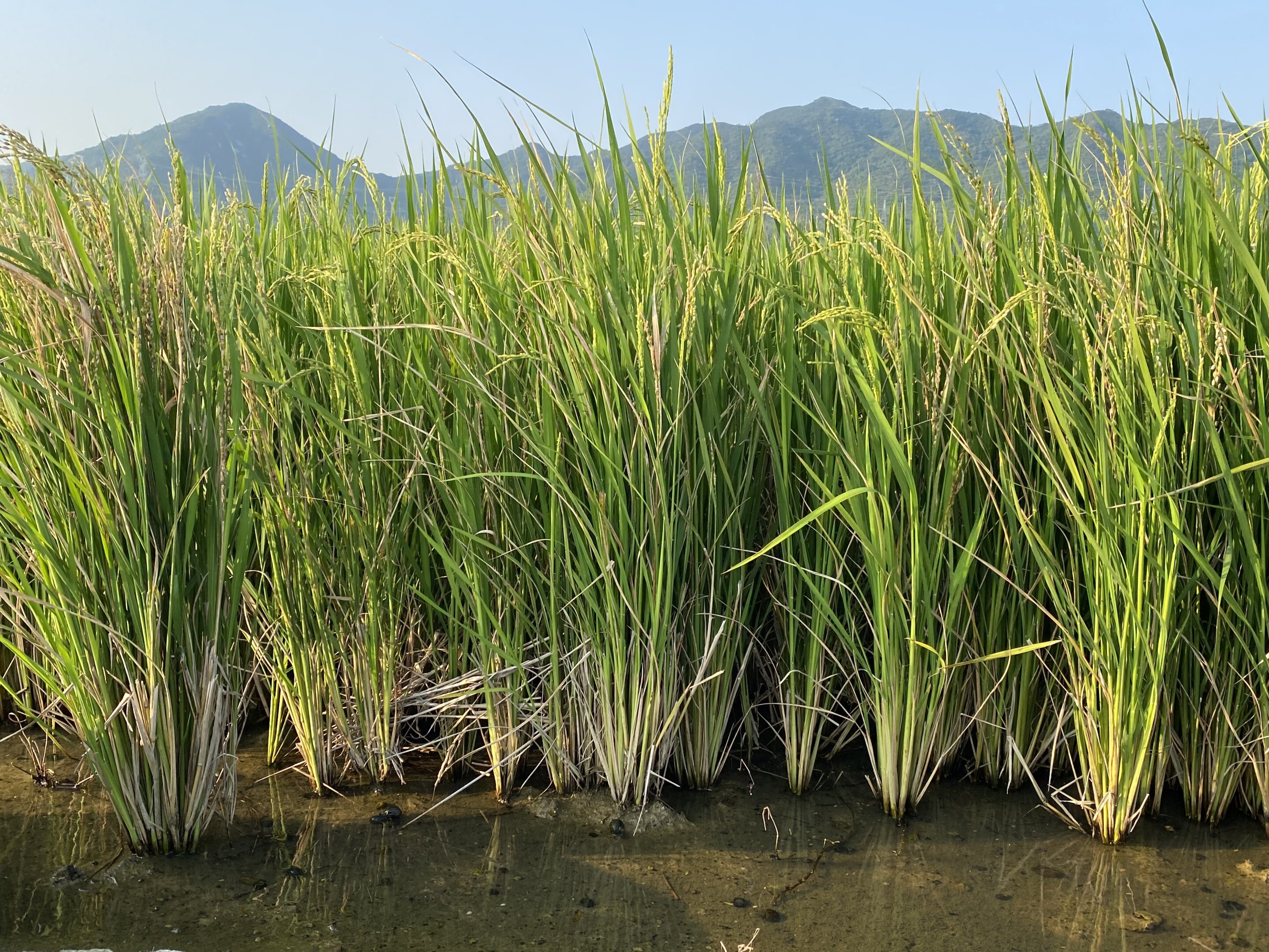 African-rice-plant
