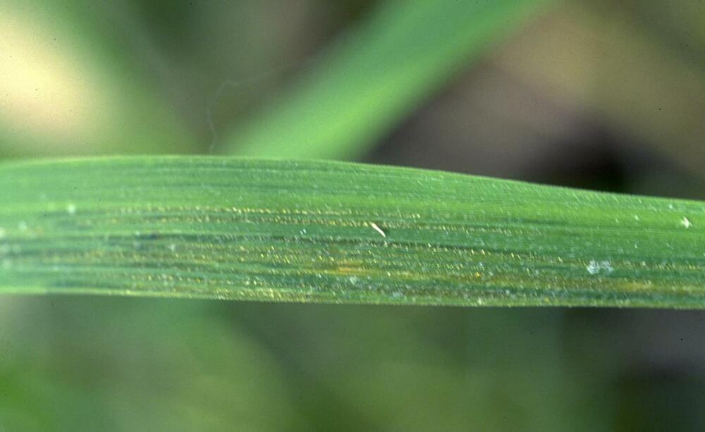 Leaves-of-African-rice
