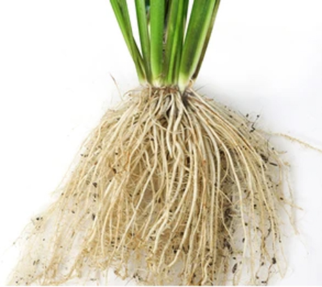 Roots-of-African-rice