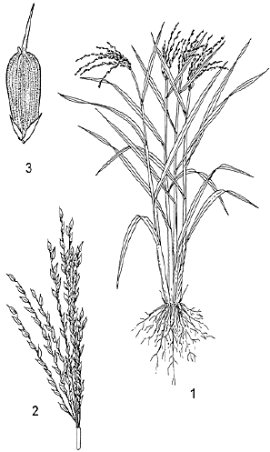 Sketch-of-African-rice