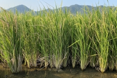 African-rice-plant