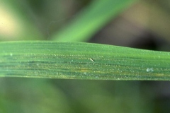 Leaves-of-African-rice