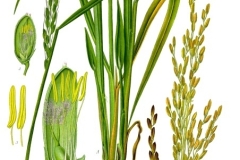 Plant-Illustration-of-African-Rice