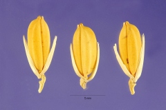 Seeds of African-rice