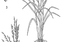 Sketch-of-African-rice