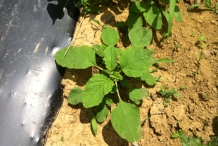 African-spinach-saplings