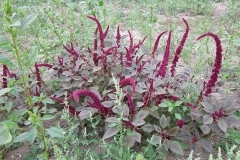 African-spinach-Plant-growing-wild
