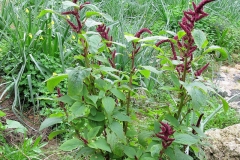 African-spinach-Plant