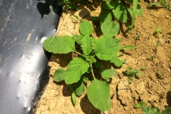 African-spinach-saplings