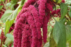 Flowers-of-African-spinach