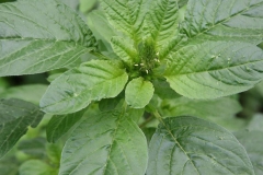 Leaves-of-African-spinach