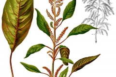 Plant-illustration-of-African-spinach