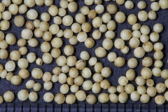 Seeds-of-African-spinach