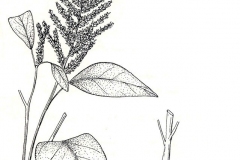 Sketch-of-African-spinach