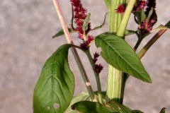 Stem-of-African-spinach