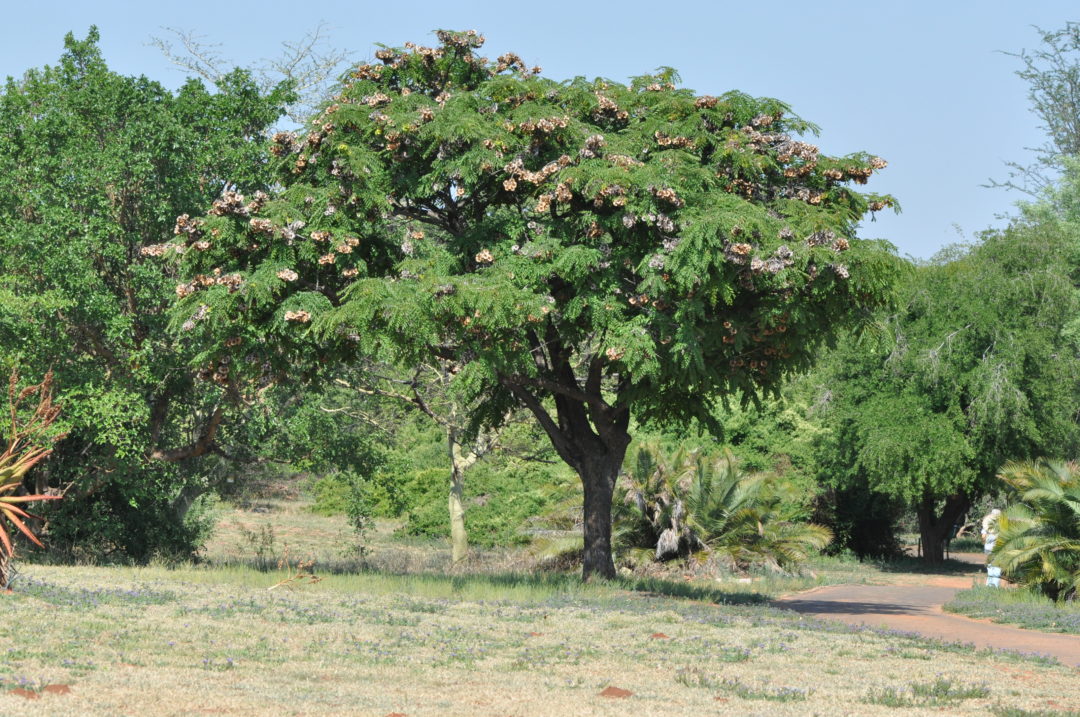 African-Teak-Tree-growing-wild