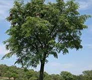African-Teak-plant