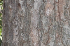 Bark-of-African-Teak