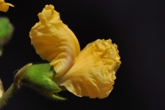 Closer-view-of-flower-of-African-Teak