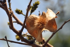 Closer-view-of-mature-fruit-of-African-Teak