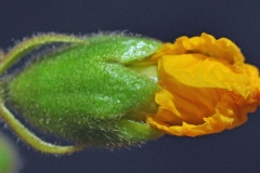 Flowering-bud-of-African-Teak