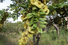 Immature-fruits-of-African-Teak