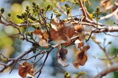 Mature-fruits-of-African-Teak